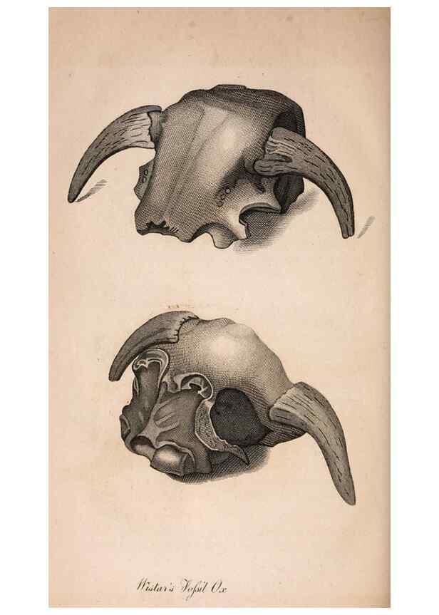 Reproducción/Reproduction 7029435417: American natural history.. Philadelphia,H.C. Carey & I. Lea,1826-28