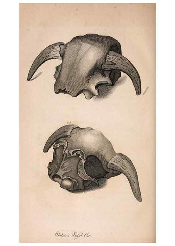 Reproducción/Reproduction 7029435417: American natural history.. Philadelphia,H.C. Carey & I. Lea,1826-28