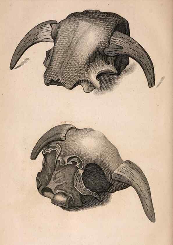 Reproducción/Reproduction 7029435417: American natural history.. Philadelphia,H.C. Carey & I. Lea,1826-28