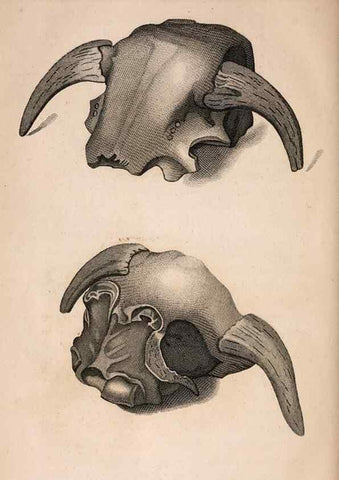 Reproducción/Reproduction 7029435417: American natural history.. Philadelphia,H.C. Carey & I. Lea,1826-28