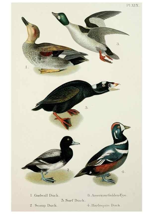 Reproducción/Reproduction 6883936916: A popular handbook of the birds of the United States and Canada,. Boston,Little, Brown,1903.