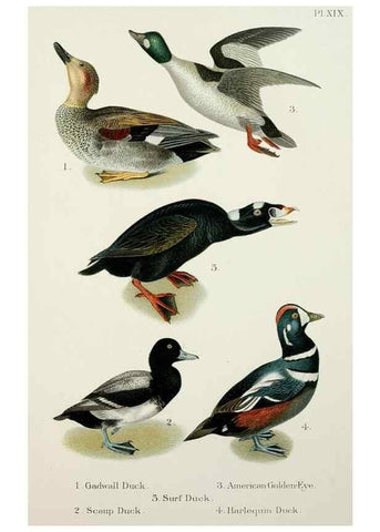 Reproducción/Reproduction 6883936916: A popular handbook of the birds of the United States and Canada,. Boston,Little, Brown,1903.