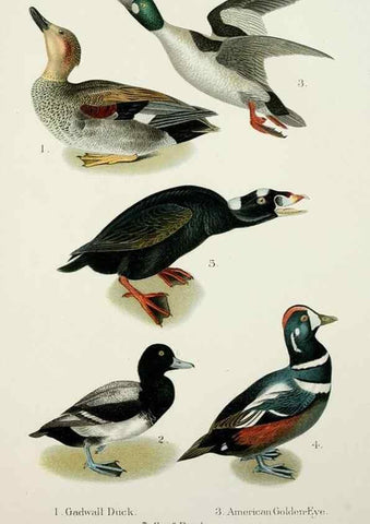 Reproducción/Reproduction 6883936916: A popular handbook of the birds of the United States and Canada,. Boston,Little, Brown,1903.