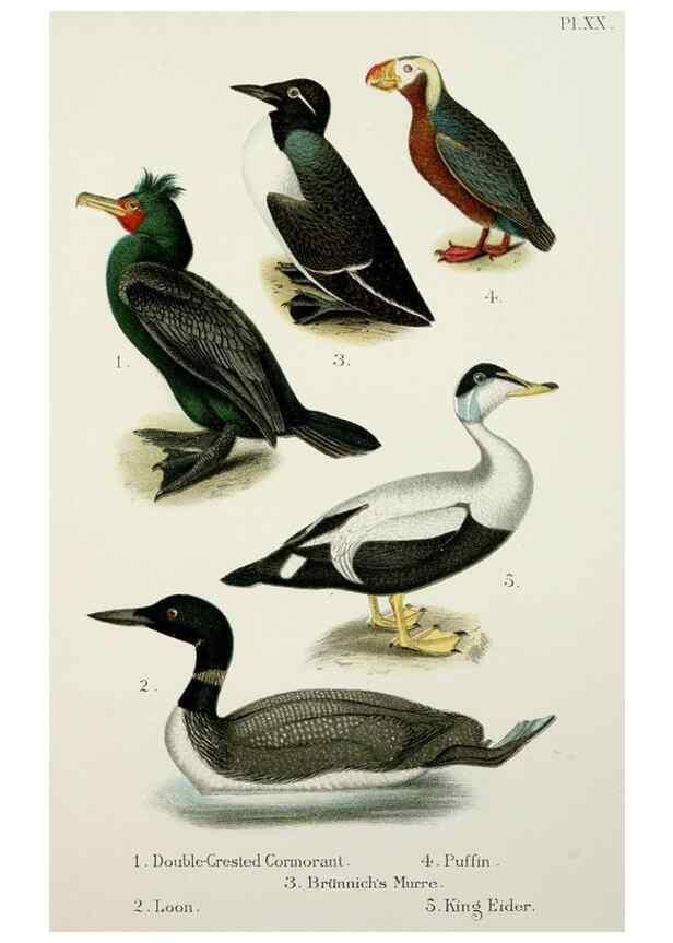 Reproducción/Reproduction 7030036689: A popular handbook of the birds of the United States and Canada,. Boston,Little, Brown,1903.