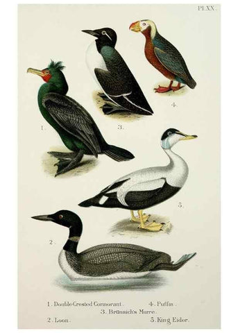 Reproducción/Reproduction 7030036689: A popular handbook of the birds of the United States and Canada,. Boston,Little, Brown,1903.