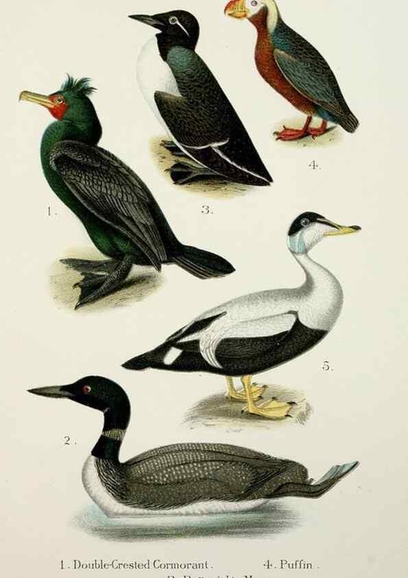 Reproducción/Reproduction 7030036689: A popular handbook of the birds of the United States and Canada,. Boston,Little, Brown,1903.