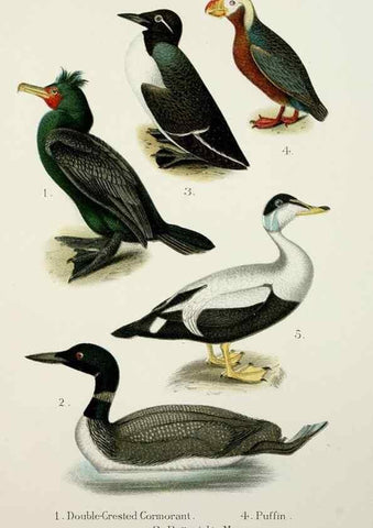Reproducción/Reproduction 7030036689: A popular handbook of the birds of the United States and Canada,. Boston,Little, Brown,1903.