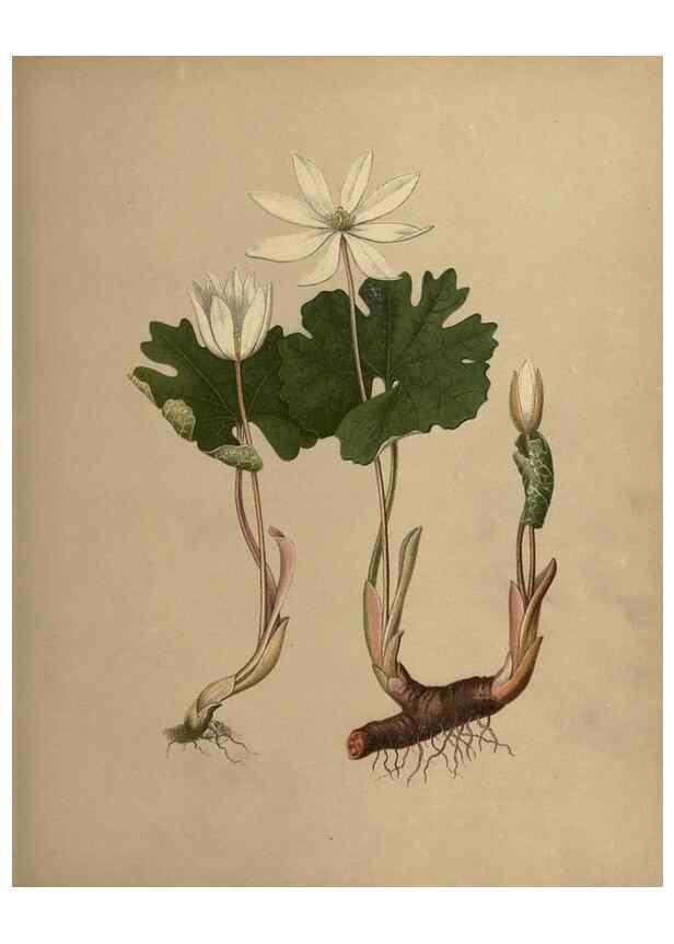 Reproducción/Reproduction 6895911518: Flowers of the field and forest.. Boston,S.E. Cassino,1882.