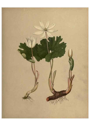 Reproducción/Reproduction 6895911518: Flowers of the field and forest.. Boston,S.E. Cassino,1882.