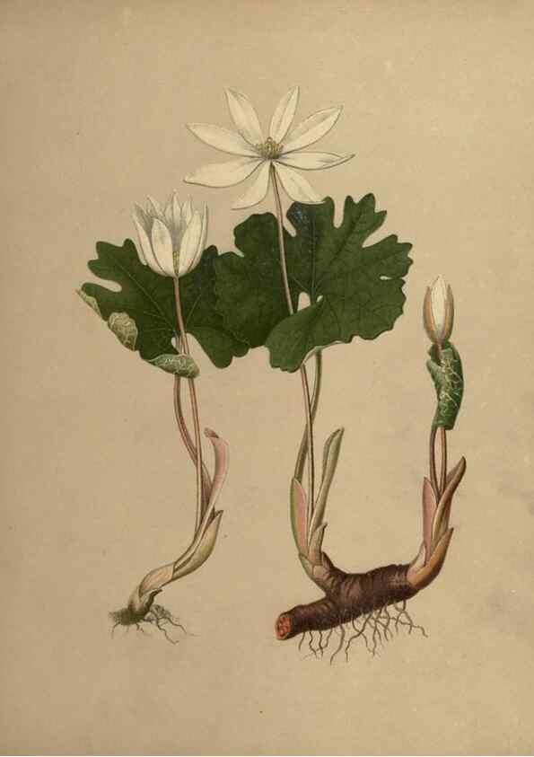 Reproducción/Reproduction 6895911518: Flowers of the field and forest.. Boston,S.E. Cassino,1882.
