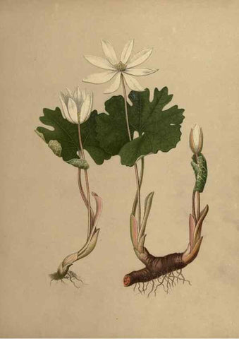 Reproducción/Reproduction 6895911518: Flowers of the field and forest.. Boston,S.E. Cassino,1882.