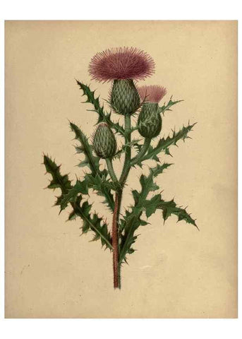 Reproducción/Reproduction 7042008509: Flowers of the field and forest.. Boston,S.E. Cassino,1882.