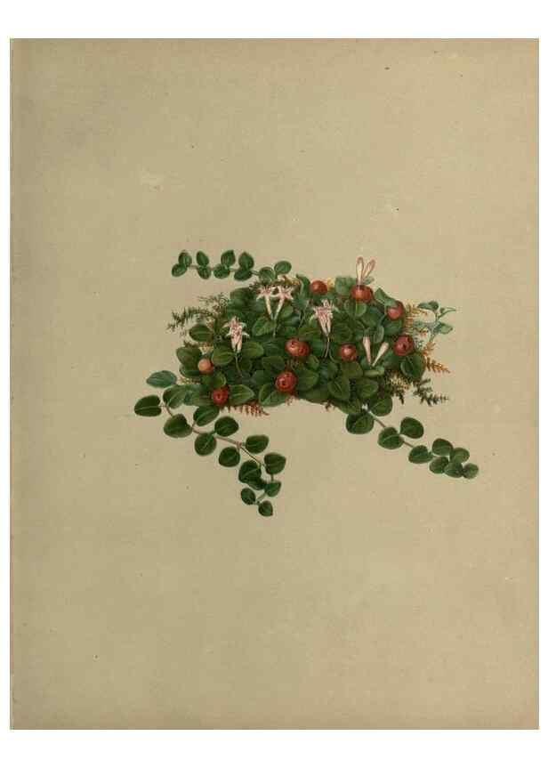 Reproducción/Reproduction 7042008869: Flowers of the field and forest.. Boston,S.E. Cassino,1882.