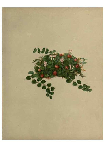 Reproducción/Reproduction 7042008869: Flowers of the field and forest.. Boston,S.E. Cassino,1882.