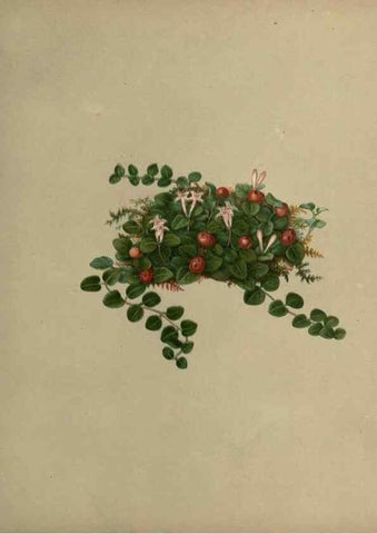 Reproducción/Reproduction 7042008869: Flowers of the field and forest.. Boston,S.E. Cassino,1882.