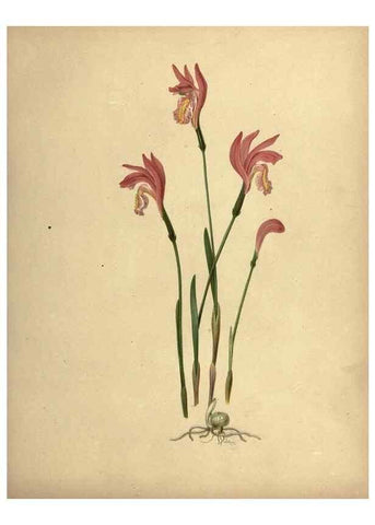 Reproducción/Reproduction 7042009165: Flowers of the field and forest.. Boston,S.E. Cassino,1882.