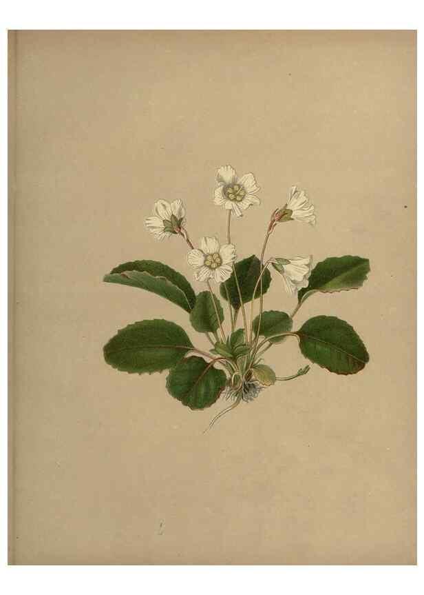 Reproducción/Reproduction 7042009545: Flowers of the field and forest.. Boston,S.E. Cassino,1882.