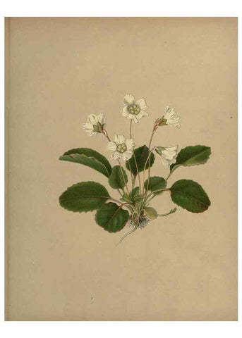 Reproducción/Reproduction 7042009545: Flowers of the field and forest.. Boston,S.E. Cassino,1882.