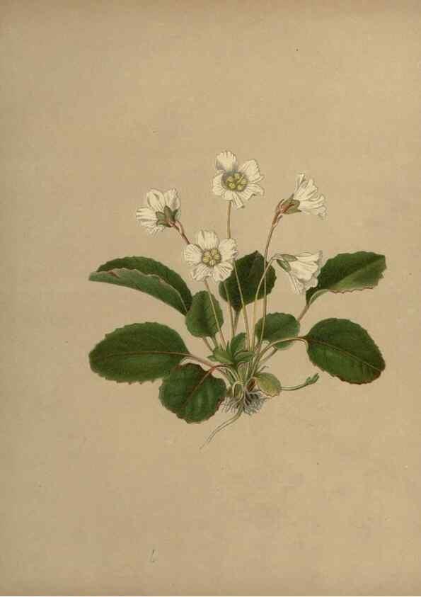Reproducción/Reproduction 7042009545: Flowers of the field and forest.. Boston,S.E. Cassino,1882.