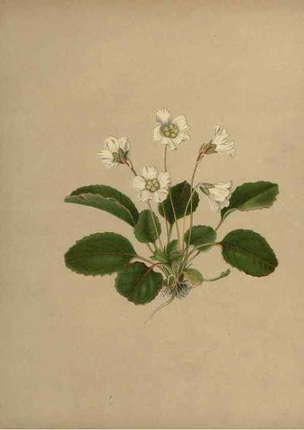 Reproducción/Reproduction 7042009545: Flowers of the field and forest.. Boston,S.E. Cassino,1882.