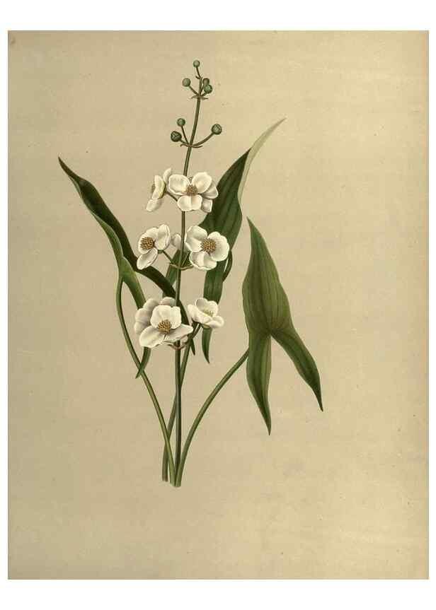 Reproducción/Reproduction 7042010057: Flowers of the field and forest.. Boston,S.E. Cassino,1882.