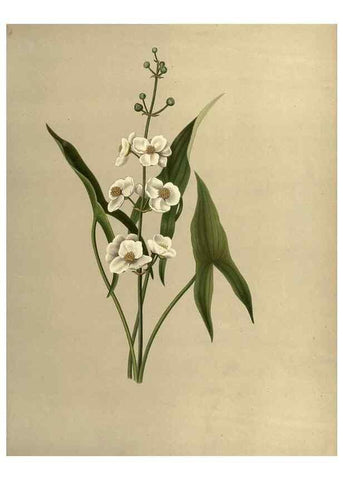Reproducción/Reproduction 7042010057: Flowers of the field and forest.. Boston,S.E. Cassino,1882.