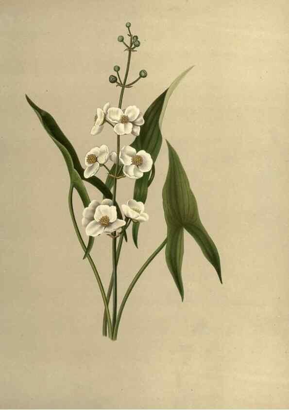 Reproducción/Reproduction 7042010057: Flowers of the field and forest.. Boston,S.E. Cassino,1882.