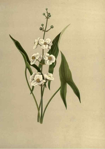 Reproducción/Reproduction 7042010057: Flowers of the field and forest.. Boston,S.E. Cassino,1882.