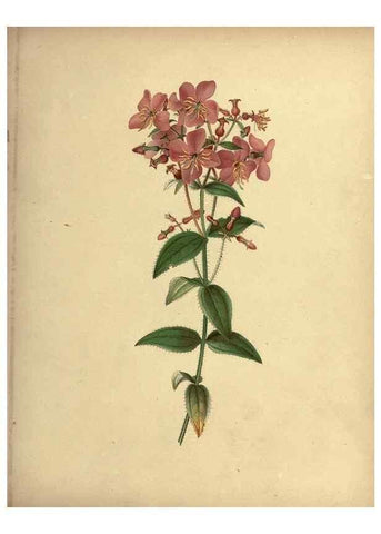 Reproducción/Reproduction 6895914228: Flowers of the field and forest.. Boston,S.E. Cassino,1882.