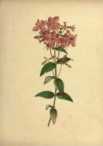 Reproducción/Reproduction 6895914228: Flowers of the field and forest.. Boston,S.E. Cassino,1882.