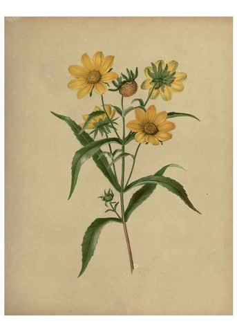Reproducción/Reproduction 7042011257: Flowers of the field and forest.. Boston,S.E. Cassino,1882.