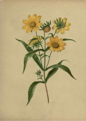 Reproducción/Reproduction 7042011257: Flowers of the field and forest.. Boston,S.E. Cassino,1882.
