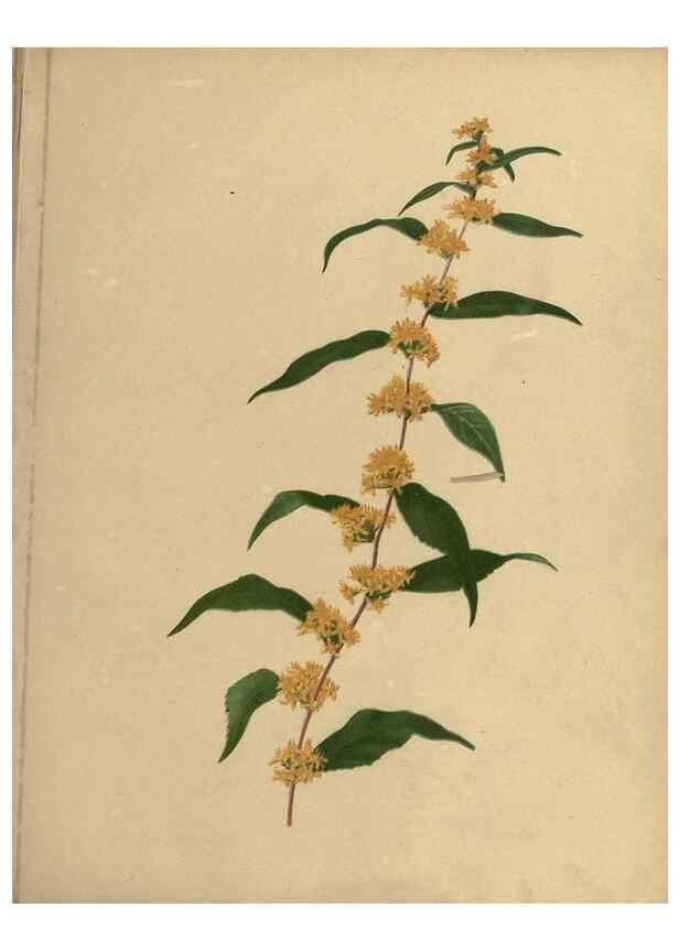 Reproducción/Reproduction 6895915490: Flowers of the field and forest.. Boston,S.E. Cassino,1882.