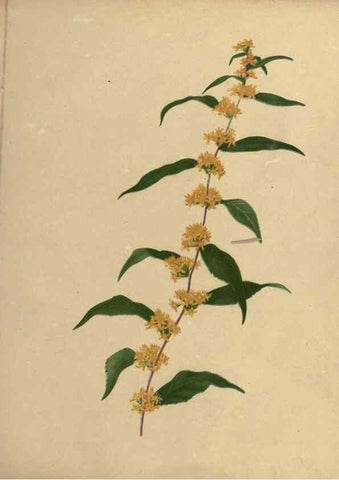 Reproducción/Reproduction 6895915490: Flowers of the field and forest.. Boston,S.E. Cassino,1882.