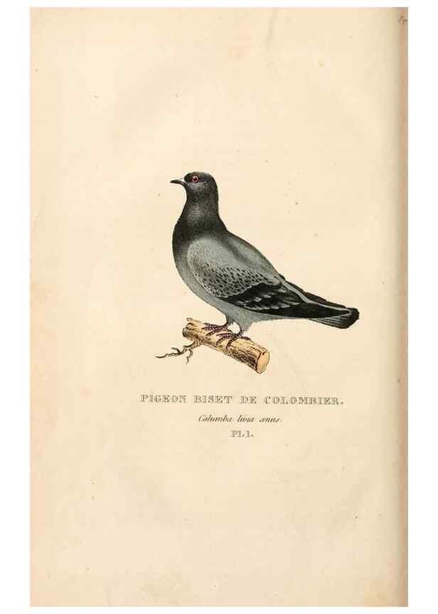 Reproducción/Reproduction 6896434954: Les pigeons. Paris,Audot,1824.