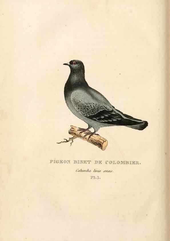 Reproducción/Reproduction 6896434954: Les pigeons. Paris,Audot,1824.