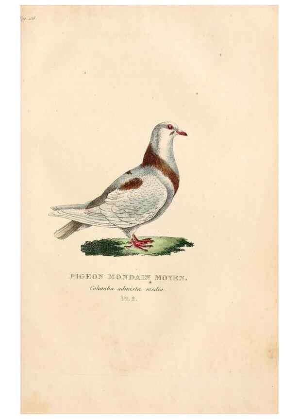 Reproducción/Reproduction 6896435476: Les pigeons. Paris,Audot,1824.
