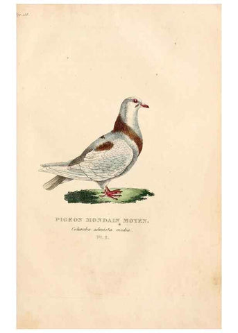 Reproducción/Reproduction 6896435476: Les pigeons. Paris,Audot,1824.