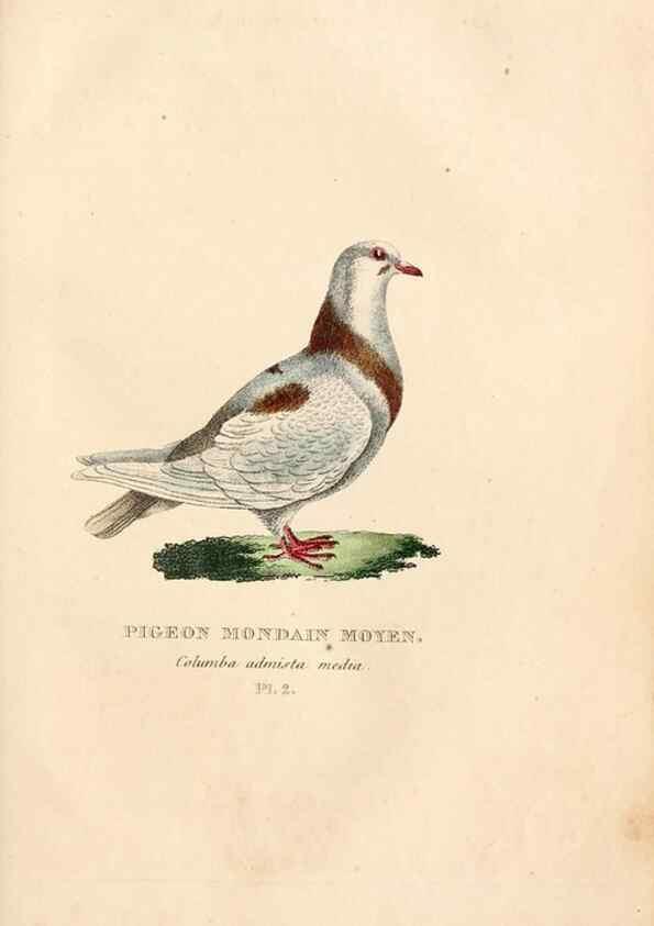 Reproducción/Reproduction 6896435476: Les pigeons. Paris,Audot,1824.