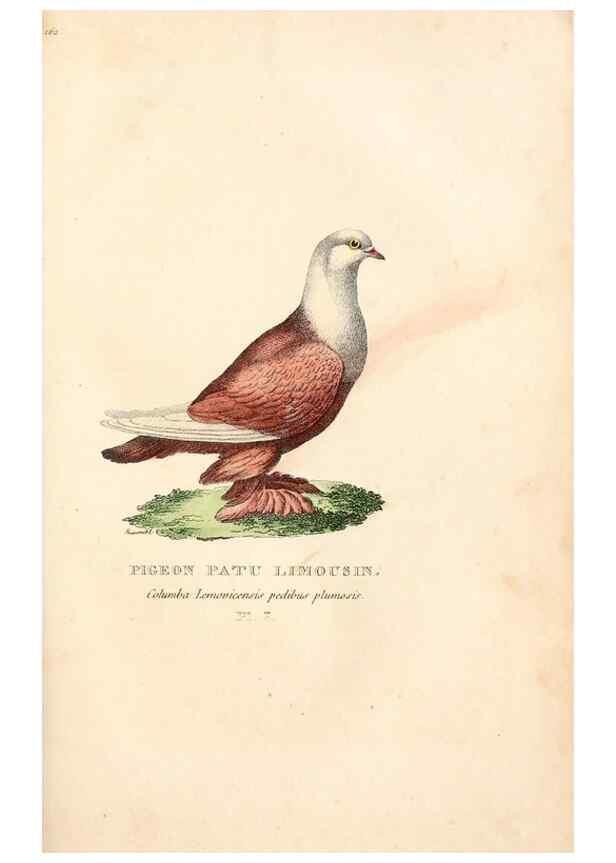 Reproducción/Reproduction 6896436336: Les pigeons. Paris,Audot,1824.