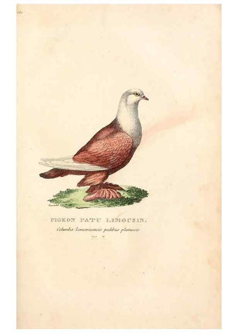 Reproducción/Reproduction 6896436336: Les pigeons. Paris,Audot,1824.