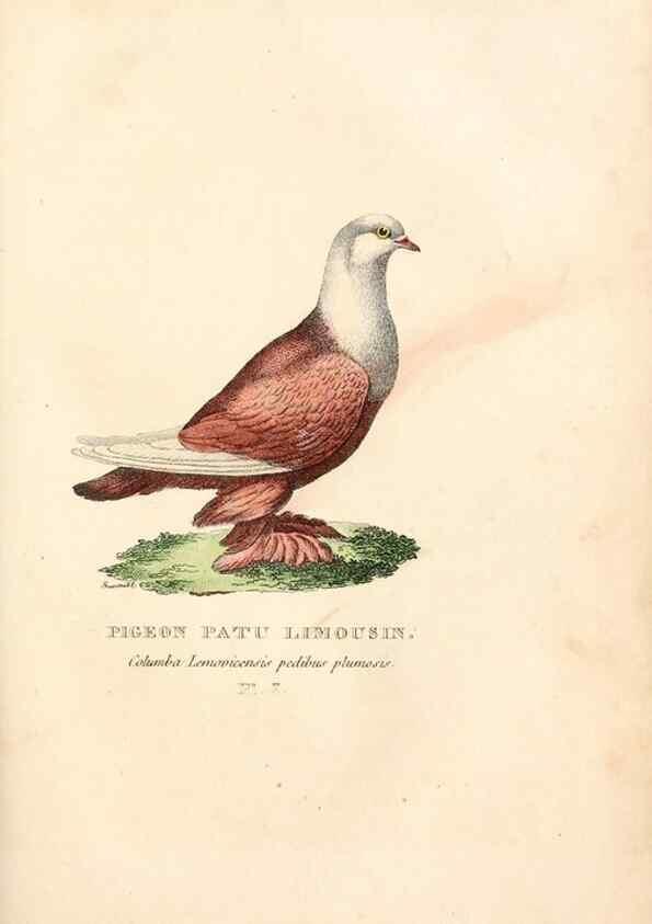 Reproducción/Reproduction 6896436336: Les pigeons. Paris,Audot,1824.