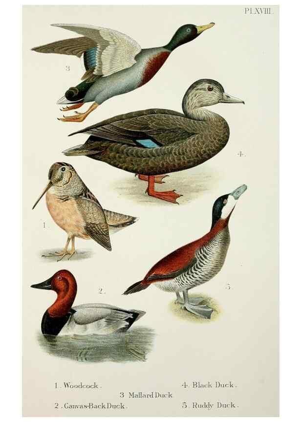 Reproducción/Reproduction 7030036033: A popular handbook of the birds of the United States and Canada,. Boston,Little, Brown,1903.