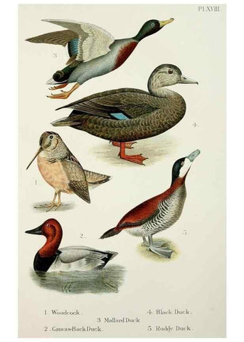 Reproducción/Reproduction 7030036033: A popular handbook of the birds of the United States and Canada,. Boston,Little, Brown,1903.