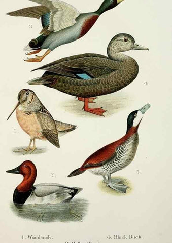 Reproducción/Reproduction 7030036033: A popular handbook of the birds of the United States and Canada,. Boston,Little, Brown,1903.
