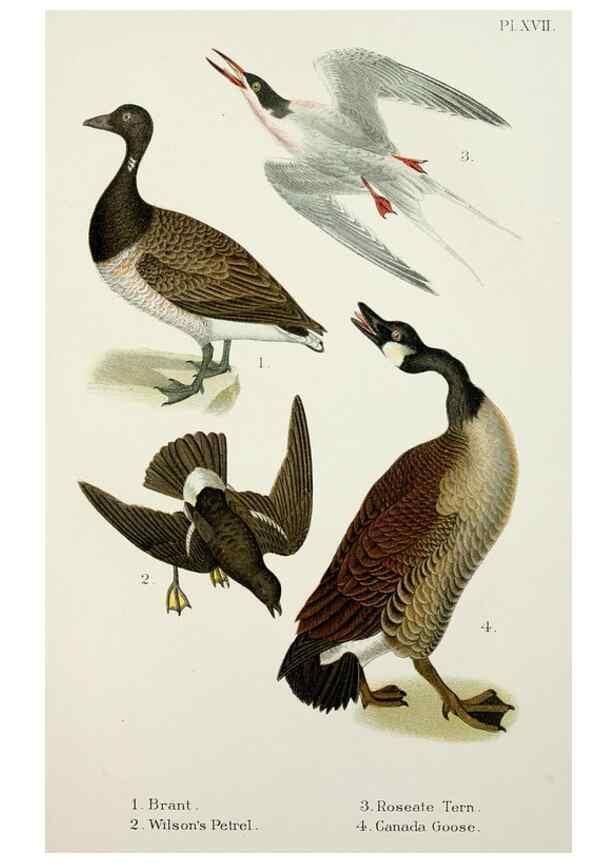 Reproducción/Reproduction 6883936210: A popular handbook of the birds of the United States and Canada,. Boston,Little, Brown,1903.