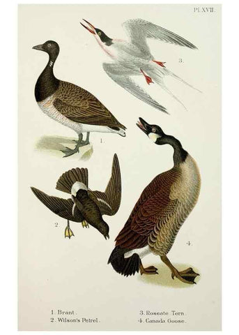 Reproducción/Reproduction 6883936210: A popular handbook of the birds of the United States and Canada,. Boston,Little, Brown,1903.