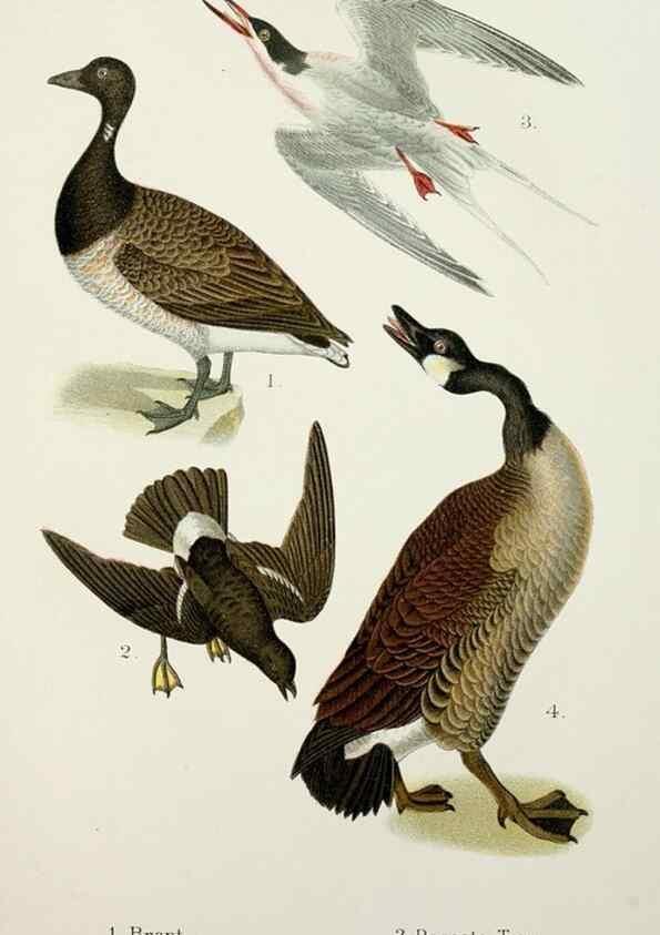 Reproducción/Reproduction 6883936210: A popular handbook of the birds of the United States and Canada,. Boston,Little, Brown,1903.