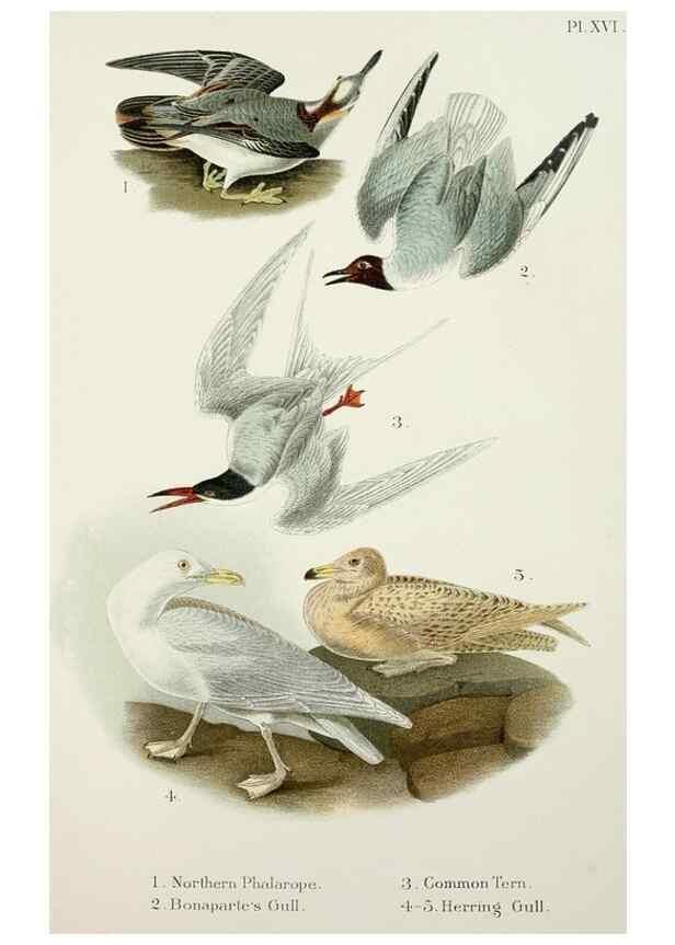 Reproducción/Reproduction 7030035333: A popular handbook of the birds of the United States and Canada,. Boston,Little, Brown,1903.
