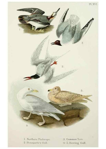 Reproducción/Reproduction 7030035333: A popular handbook of the birds of the United States and Canada,. Boston,Little, Brown,1903.